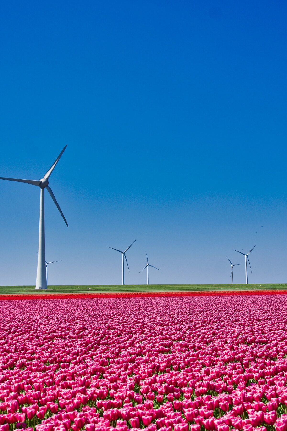 Wundervoller Urlaub umgeben von einem Meer aus Tulpen